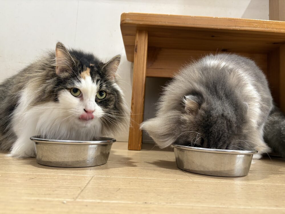 本日、店休日です🐈