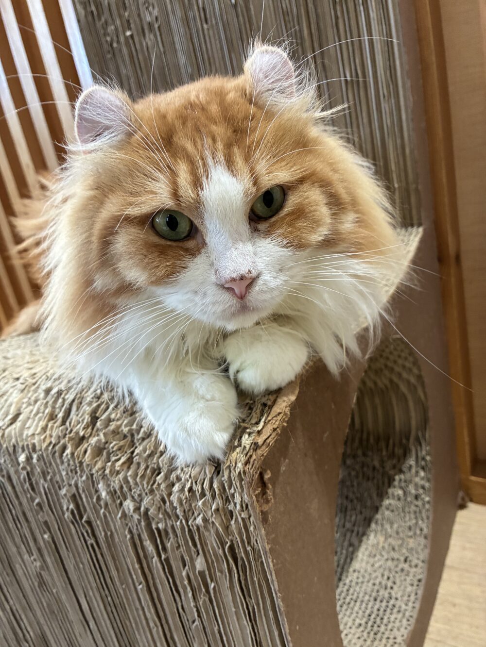 まったり金曜日🐈